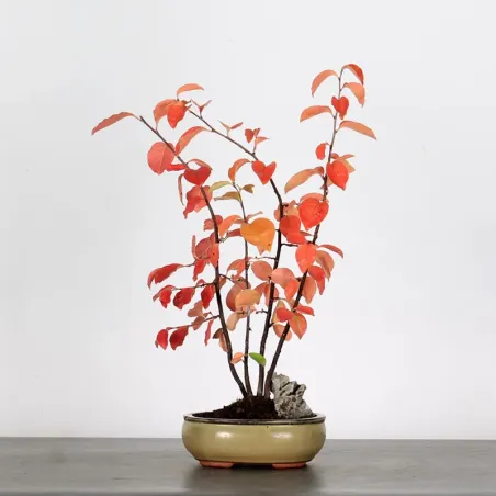 Bonsai Chaenomeles Japonica