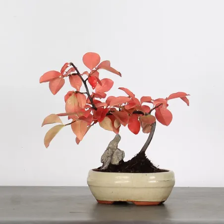 Bonsai Chaenomeles Japonica