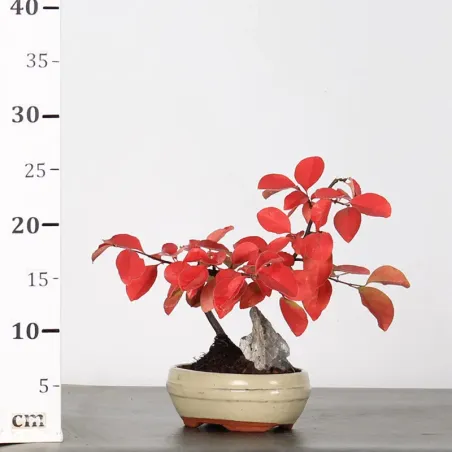image supplémentaire - QUINCE "CYDONIA OBLONGA" 1-8