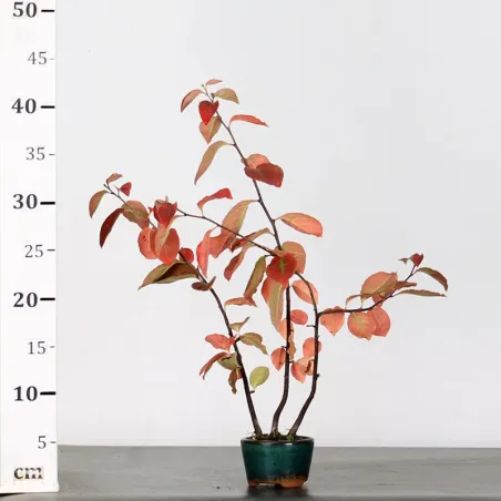 image supplémentaire - QUINCE "CYDONIA OBLONGA" 1-9