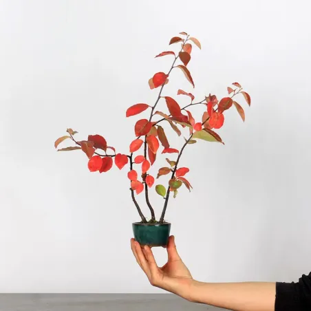 Bonsai Chaenomeles Japonica