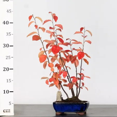 image supplémentaire - QUINCE "CYDONIA OBLONGA" 1-10