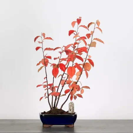 Bonsai Chaenomeles Japonica
