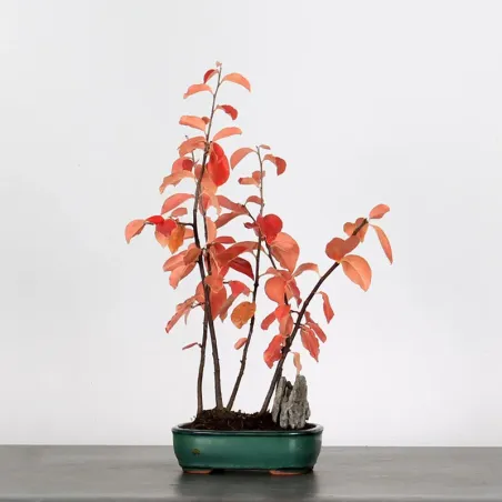 Bonsai Chaenomeles Japonica