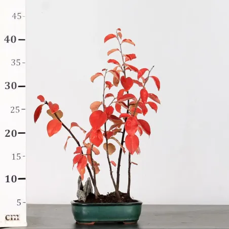 image supplémentaire - QUINCE "CYDONIA OBLONGA" 1-11