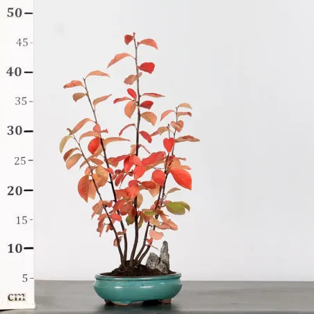 image supplémentaire - QUINCE "CYDONIA OBLONGA" 1-12