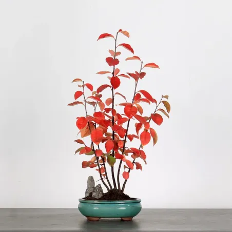 Bonsai Chaenomeles Japonica