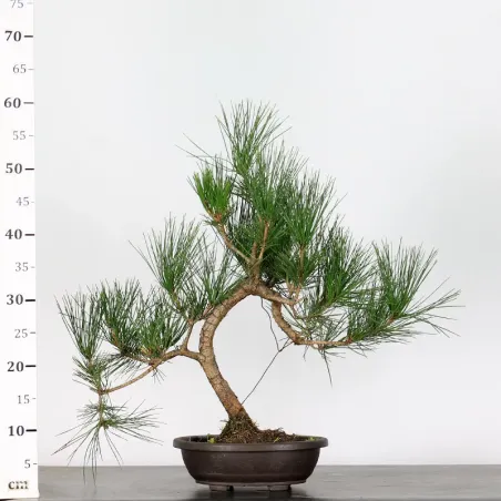 image supplémentaire - JAPANESE BLACK PINE...