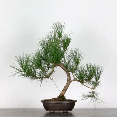 JAPANESE BLACK PINE "THUNBERGII" 1-3