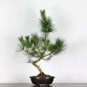 JAPANESE BLACK PINE "THUNBERGII" 1-9