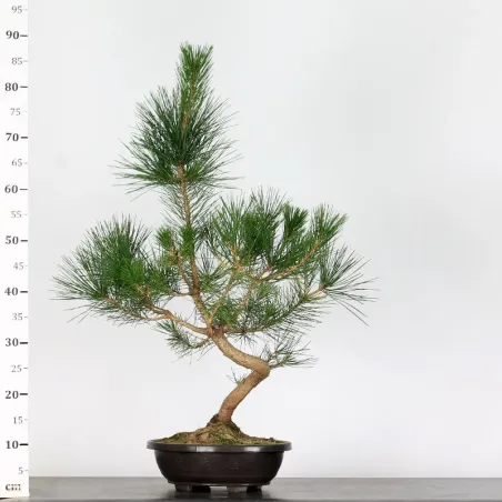 image supplémentaire - JAPANESE BLACK PINE...