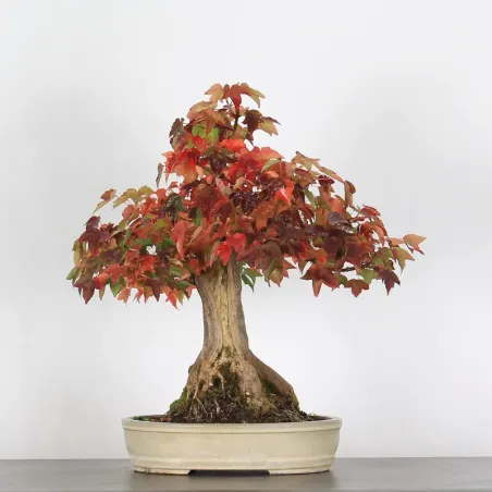 Bonsai Maple Burger AB-2-3