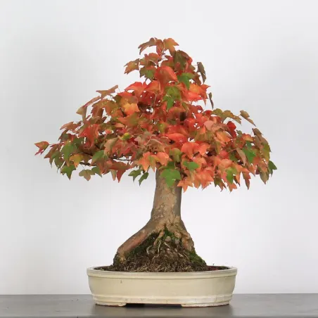 image supplémentaire - ACER BUERGERIANUM 2-3