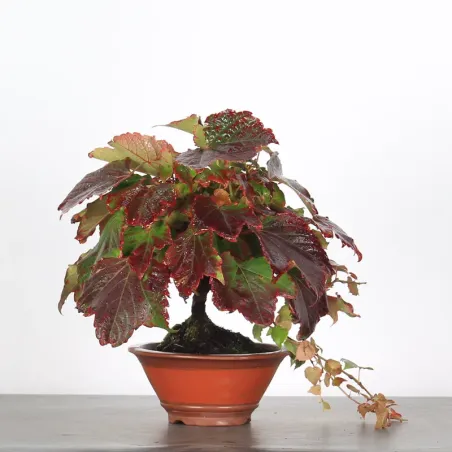 VIRGINIA CREEPER 1-1