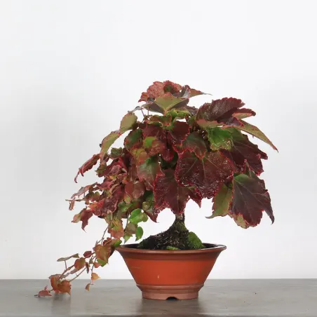 image supplémentaire - VIRGINIA CREEPER 1-1