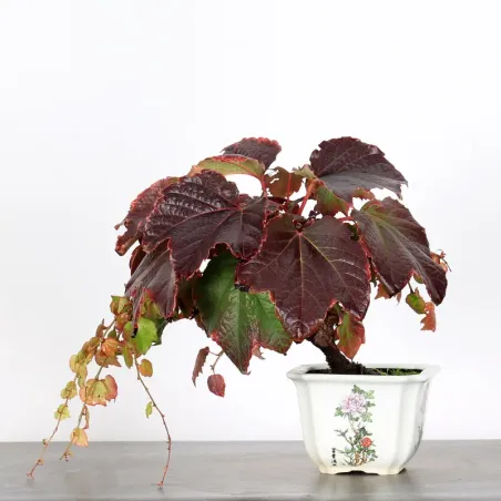 Virginia creeper 1-2