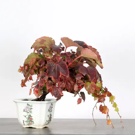 image supplémentaire - Virginia creeper 1-2