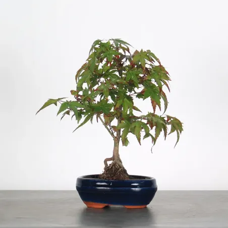 JAPANESE MAPLE "ACER DESHOJO" 1-1