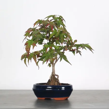 image supplémentaire - JAPANESE MAPLE "ACER...