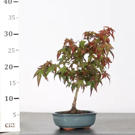 image supplémentaire - Japanese maple "acer...