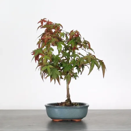 Japanese maple "acer deshojo" 2-2