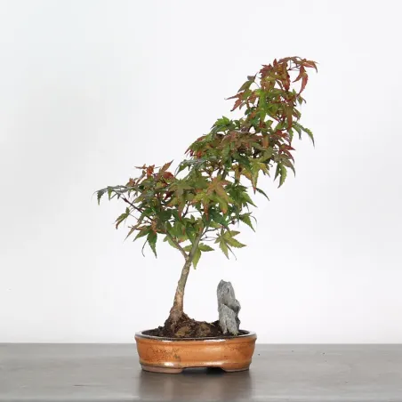 Japanese maple "acer deshojo" 1-4