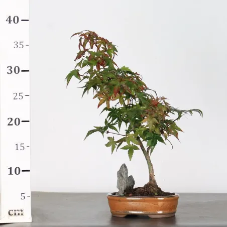 image supplémentaire - Japanese maple "acer...