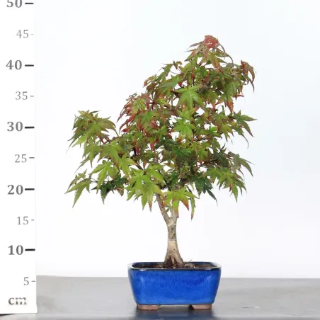 image supplémentaire - JAPANESE MAPLE "ACER...