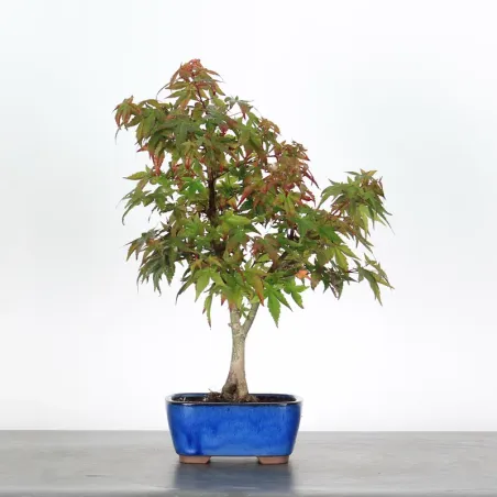 JAPANESE MAPLE "ACER DESHOJO" 1-5