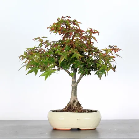 JAPANESE MAPLE "ACER DESHOJO" 1-6