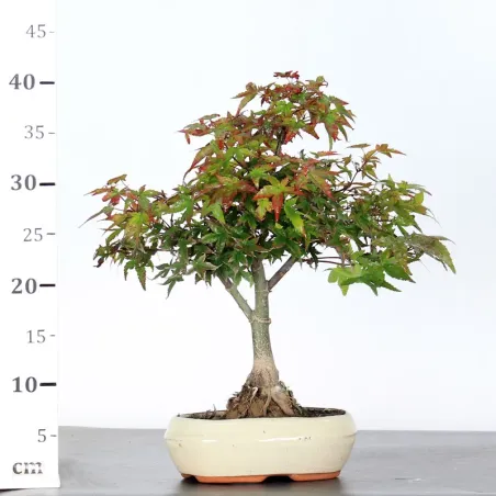 image supplémentaire - JAPANESE MAPLE "ACER...