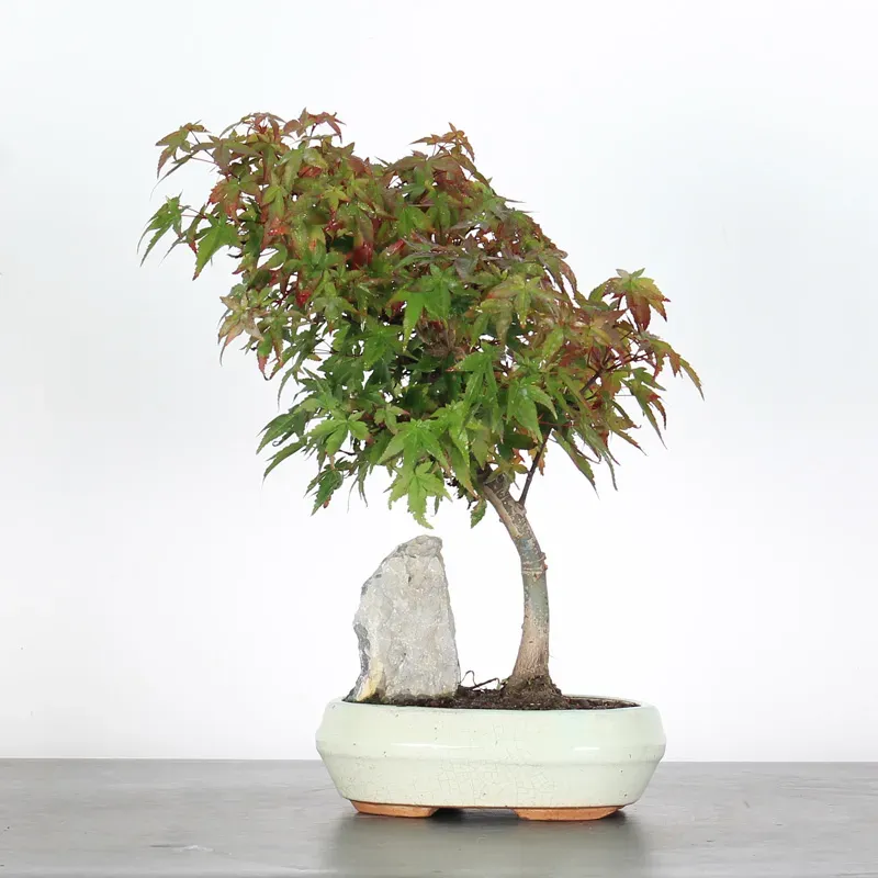 JAPANESE MAPLE "ACER DESHOJO" 1-7