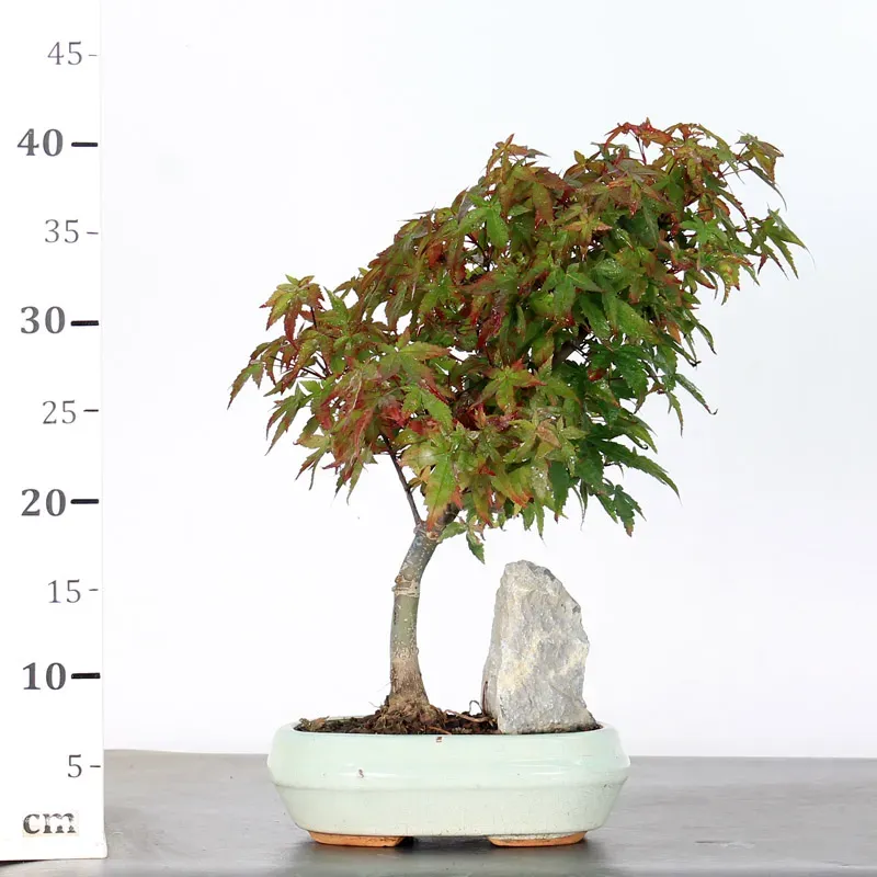 image supplémentaire - JAPANESE MAPLE "ACER...