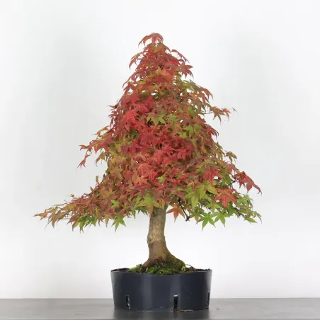 Bonsai Acer Deshojo AD-2-4