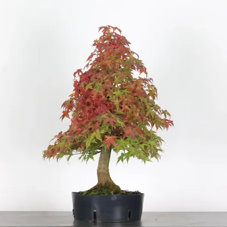 image supplémentaire - JAPANESE MAPLE "ACER...
