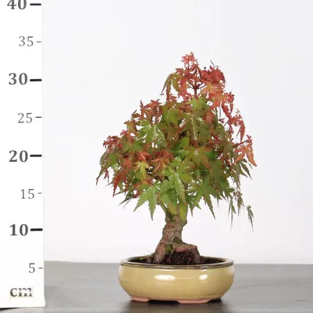 image supplémentaire - ÉRABLE DU JAPON "ACER...