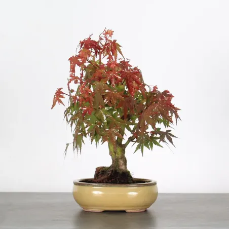 Bonsai Erable Palmatum APS-1-4