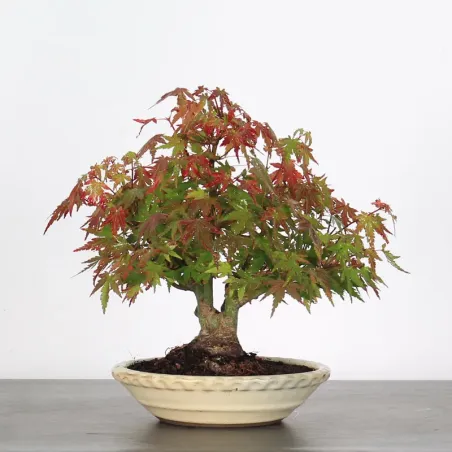 image supplémentaire - ÉRABLE DU JAPON "ACER...