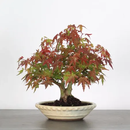 Bonsai Erable Palmatum Shohin APS-2-1