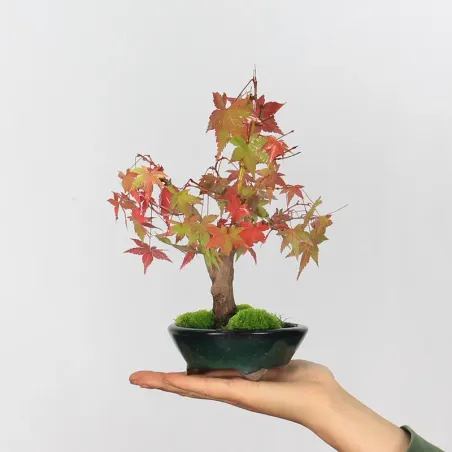 Palmatum Maple Bonsai APS-2-5