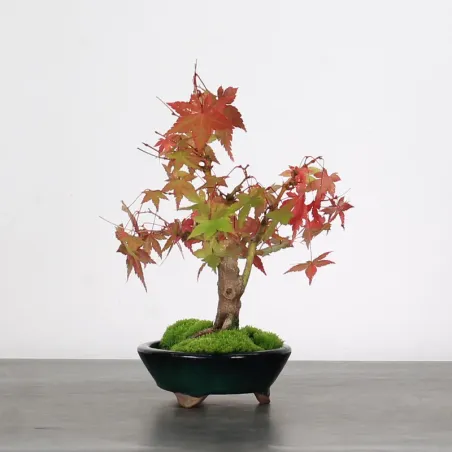 image supplémentaire - ACER PALMATUM SHOHIN 2-5