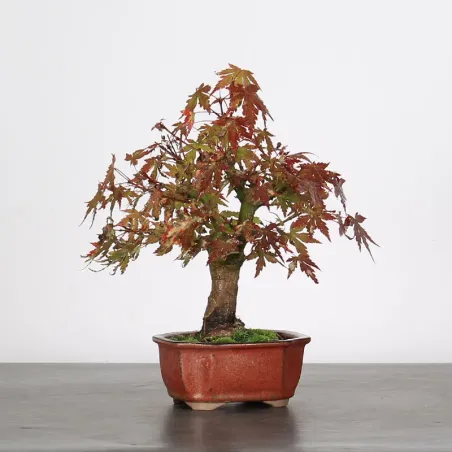 image supplémentaire - ACER PALMATUM SHOHIN 2-10
