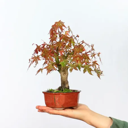 Palmatum Maple Bonsai APS-2-10