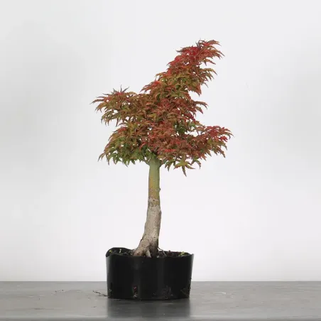 Palmatum Shishigashira Maple Bonsai AS-1-1