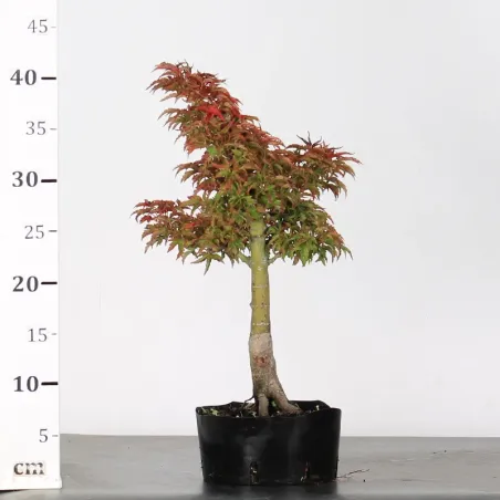 image supplémentaire - ACER SHISHIGASHIRA BONSAI 1-1