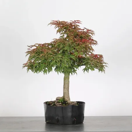 image supplémentaire - ACER SHISHIGASHIRA BONSAI 1-4