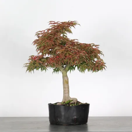 Palmatum Shishigashira Maple Bonsai AS-1-4