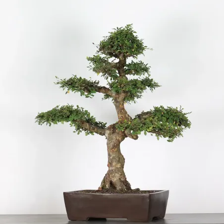 image supplémentaire - ORME DE CHINE "Ulmus...