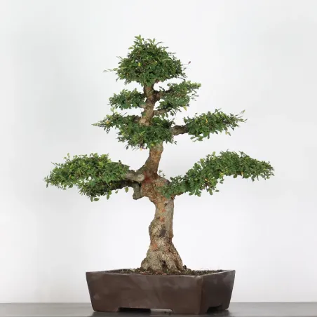 Bonsai Orme de Chine OR-2-4