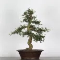 ORME DE CHINE "Ulmus parvifolia" 2-7